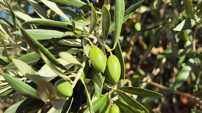 Aceitunas Cornicabra El Palomar