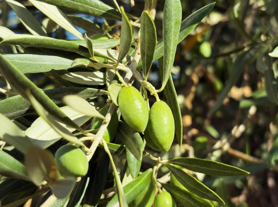 Aceitunas Cornicabra El Palomar