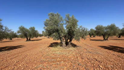 Olivos centenarios de la finca El Palomar.