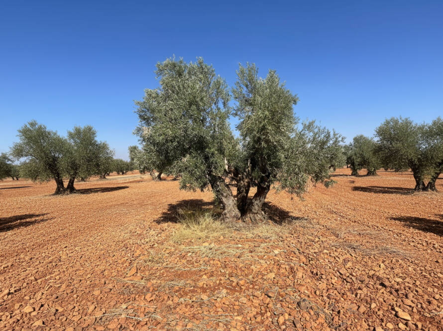 Olivos centenarios de la finca El Palomar.